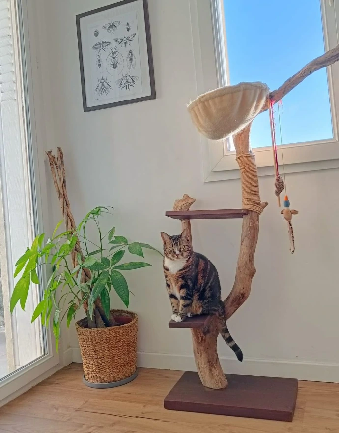Arbre à chat en bois flotté
